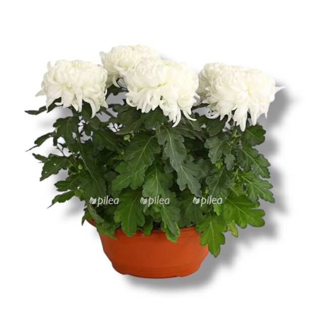 hrizantema zembla v gorshke e1769973204119