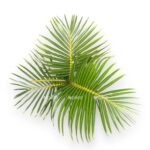 hyophorbe verschaffeltii