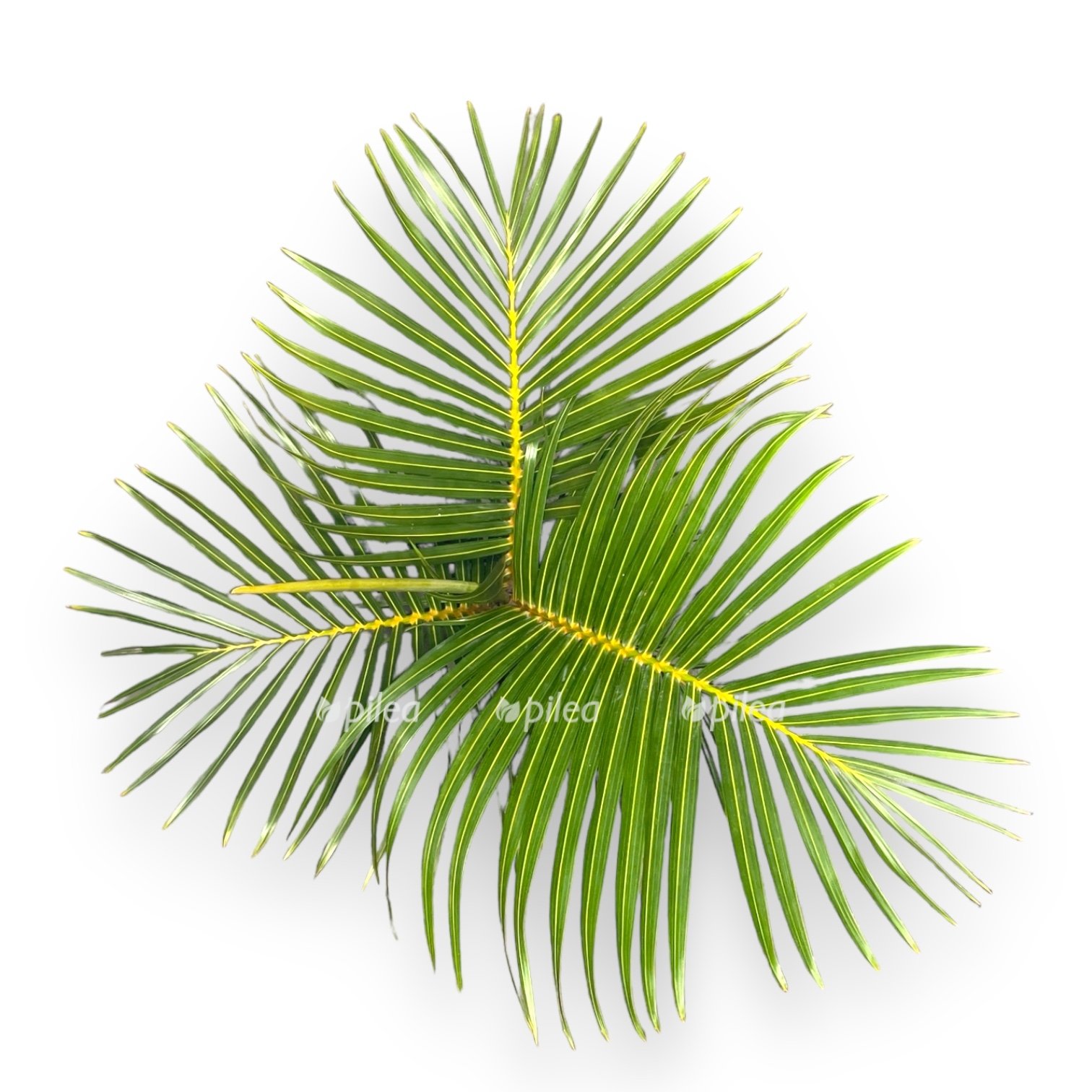 hyophorbe verschaffeltii