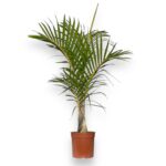 hyophorbe verschaffeltii