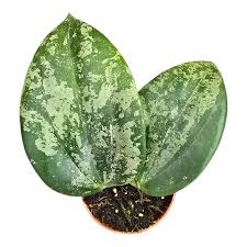 images-8.jpeg images 8