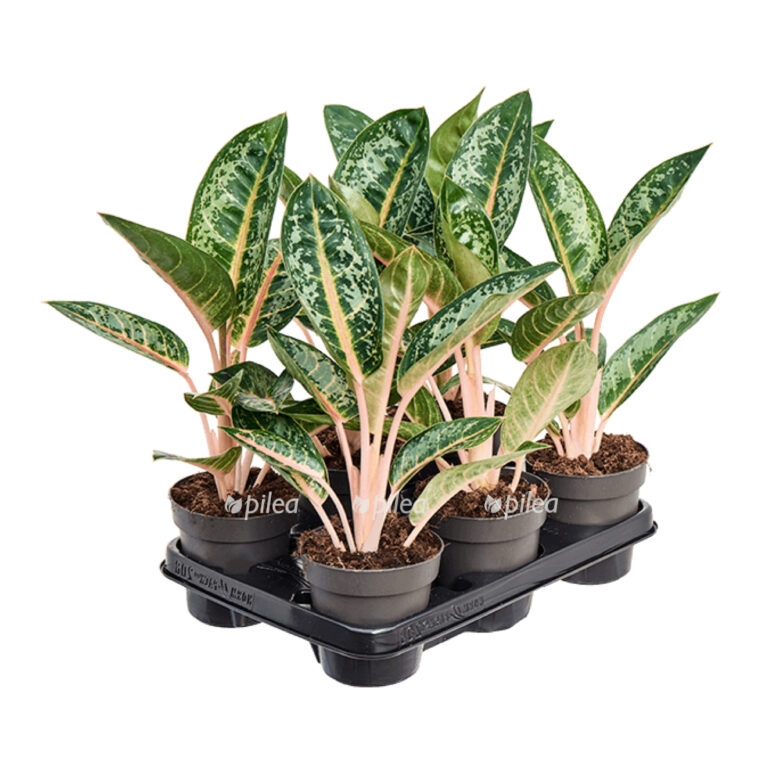 img 0110 e1683560326691