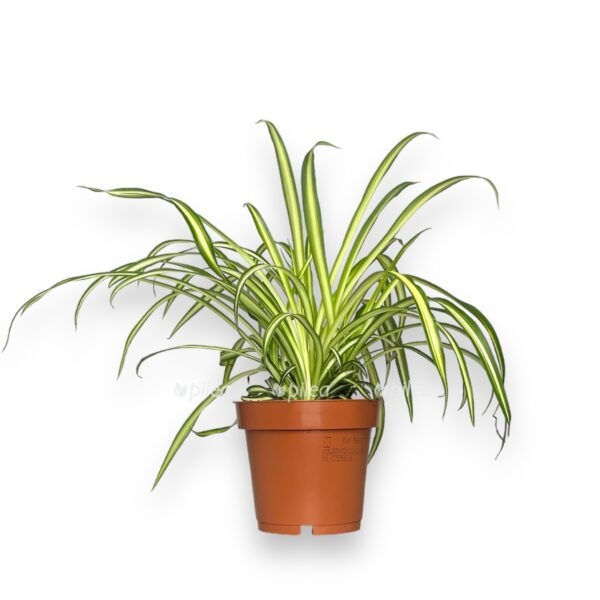 img 0326.dng e1726887524830