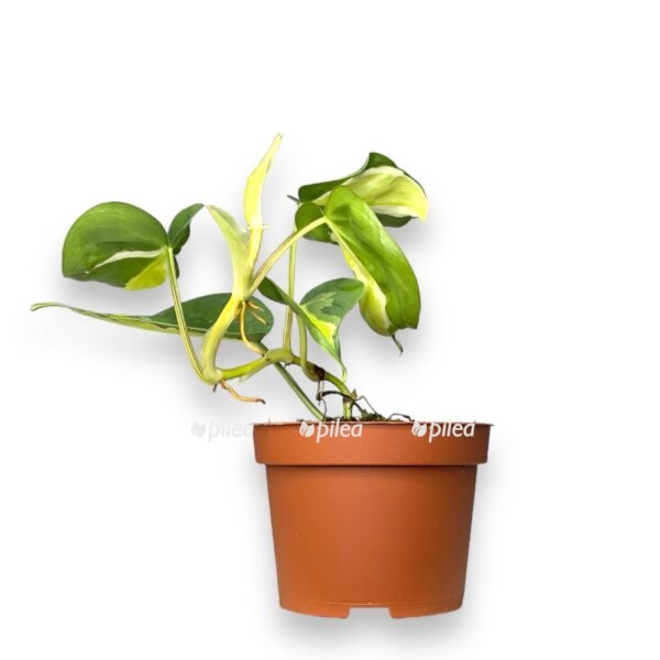 img 0611 1 e1697051004380