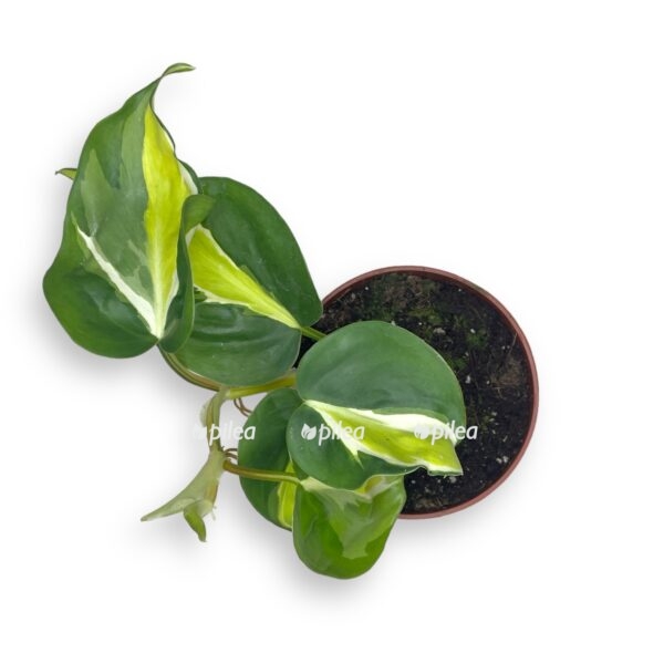 img 0611 e1697051023780