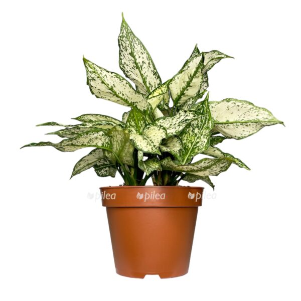 img 1697 e1727462369676