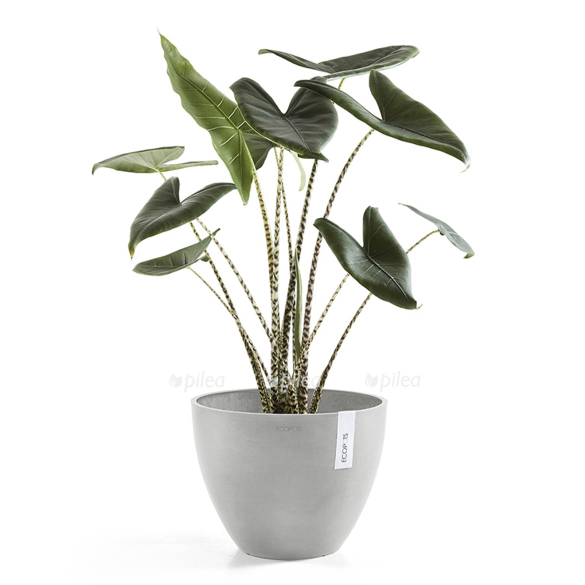 img_1811.jpeg img 1811