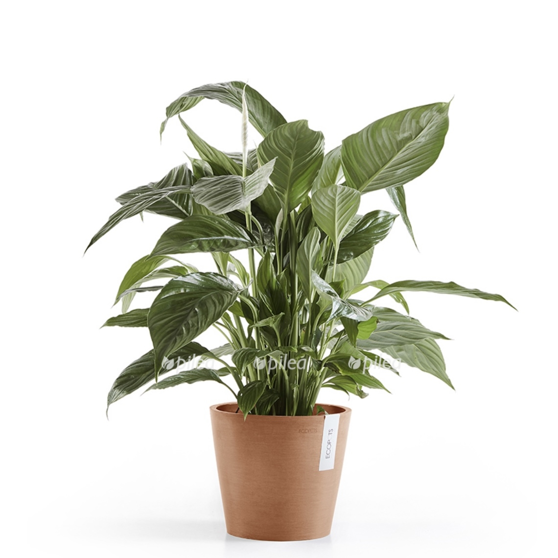 img_1823.jpeg img 1823