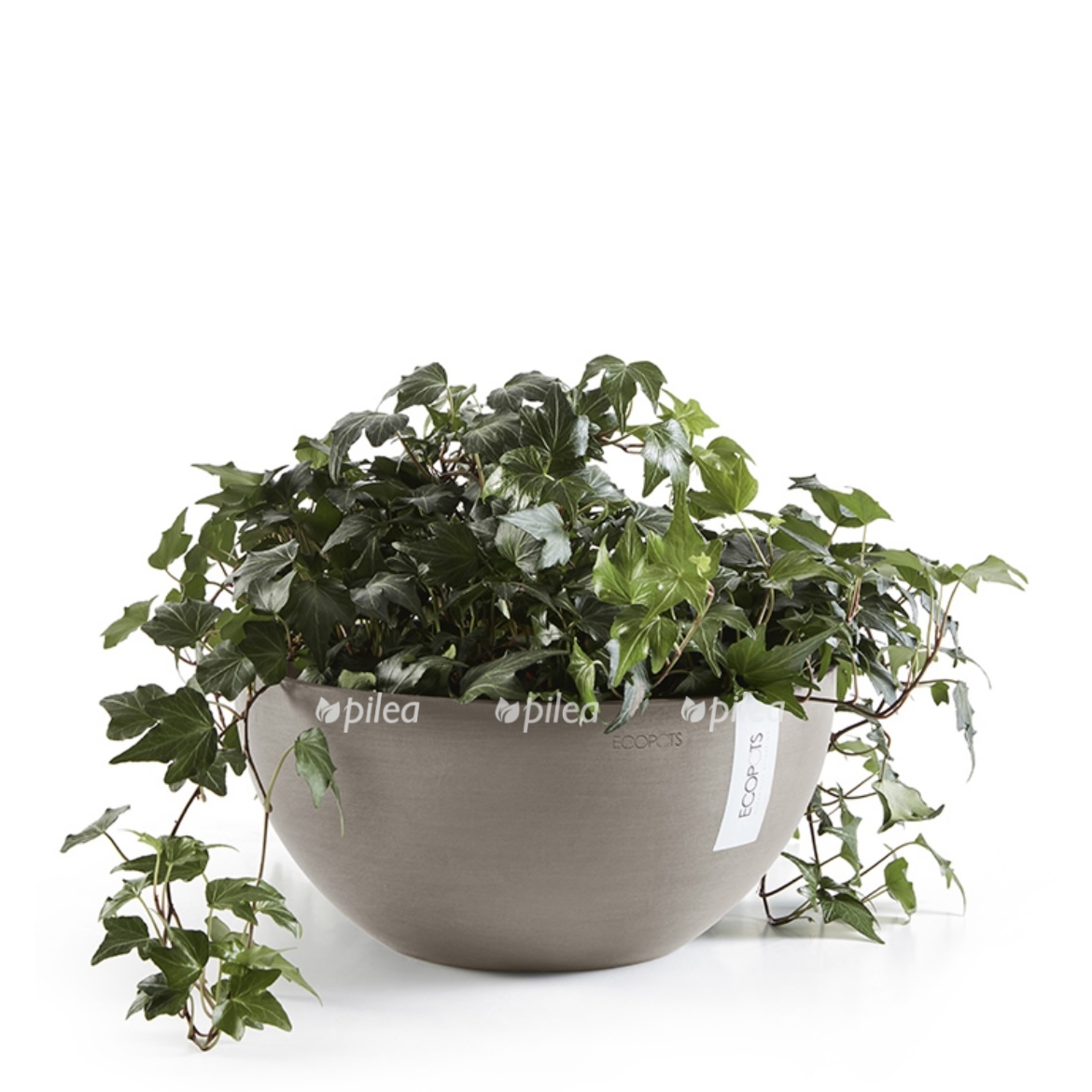 img_1847.jpeg img 1847