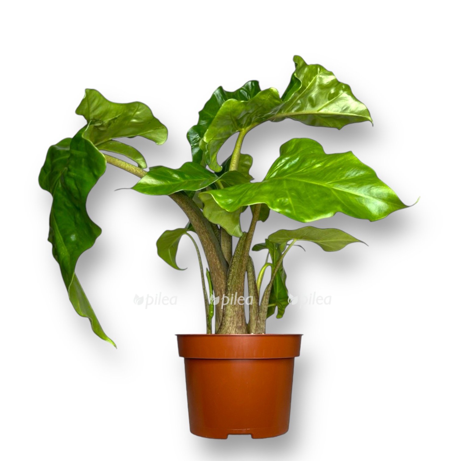 img_1969.jpeg img 1969