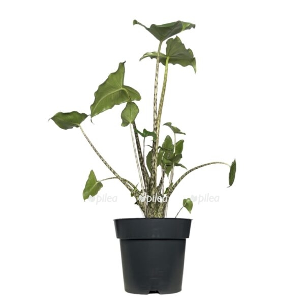 img_2867-e1727462796772.jpeg img 2867 e1727462796772