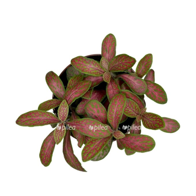 img 2874 e1773339425426