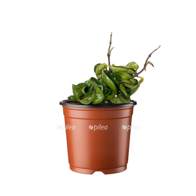 img_2901.png img 2901