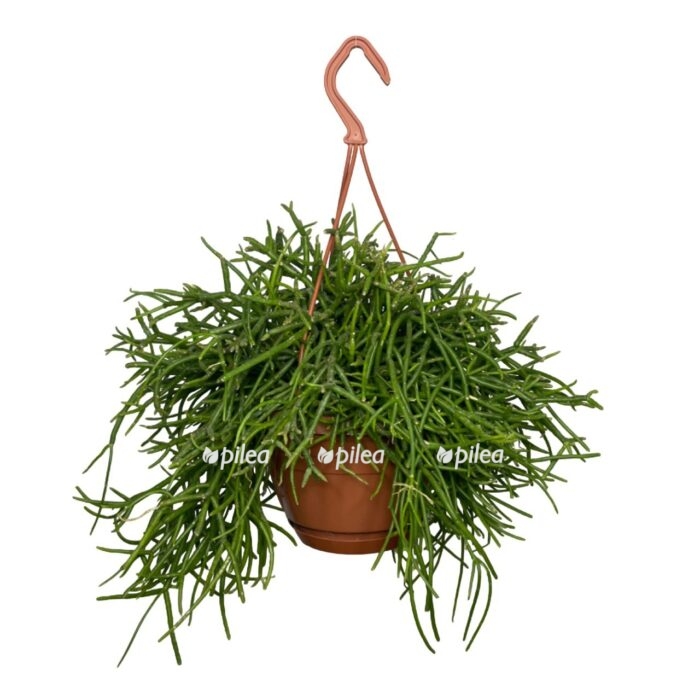 img 2935 e1691401958390