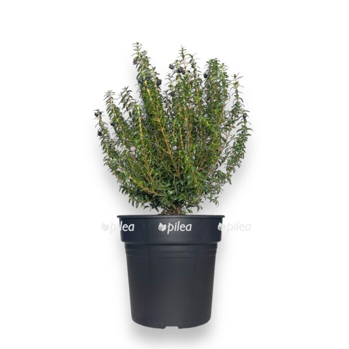 img 3056.dng 1 e1704294224150