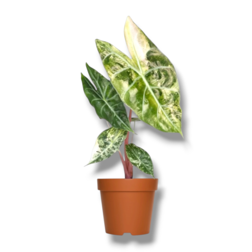 img 3056.dng e1759123268463