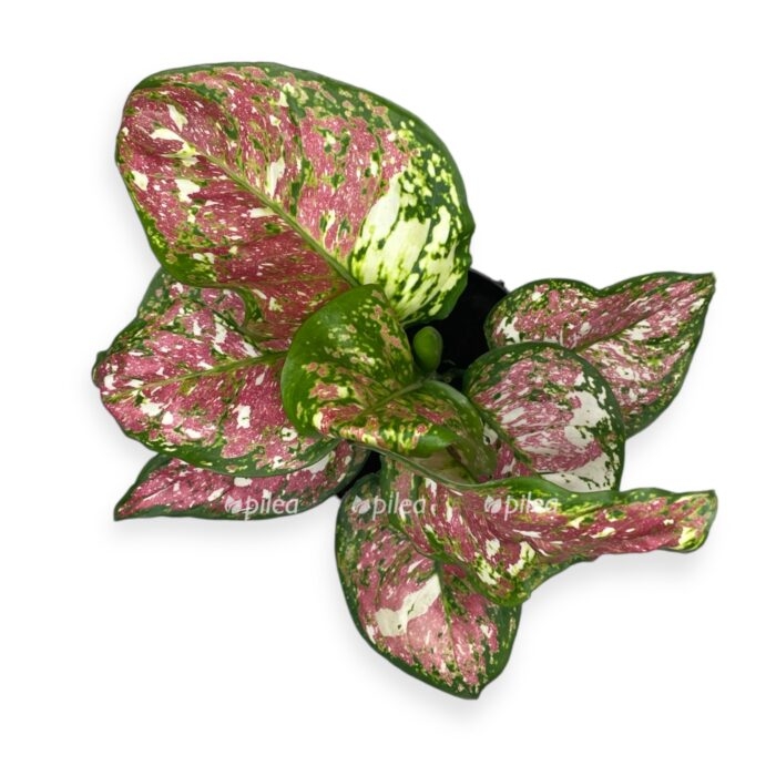 img 4515 2 e1700748939377