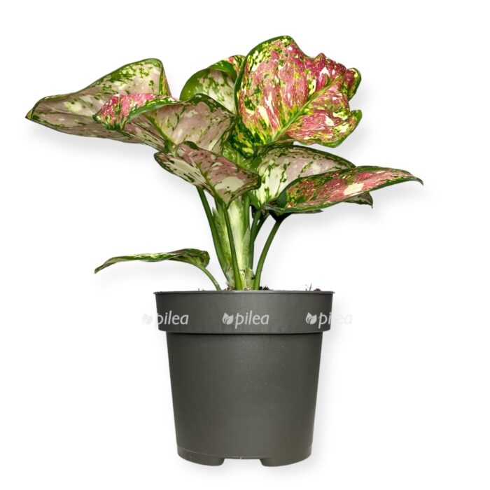 Аглаонема Триколор купить