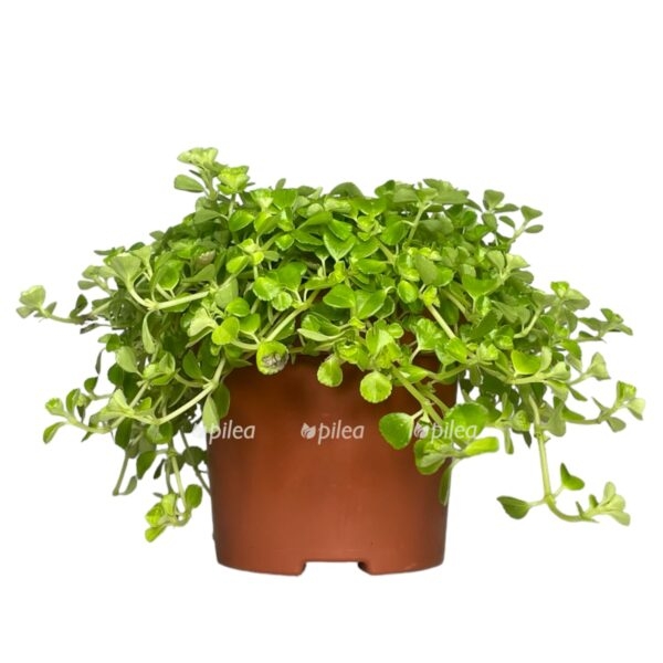 img 4702 e1724611206913