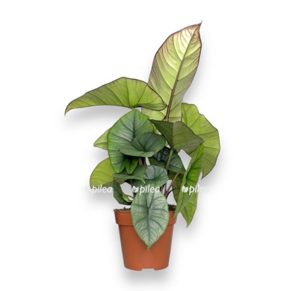 img_5512-e1728750457594.jpeg img 5512 e1728750457594