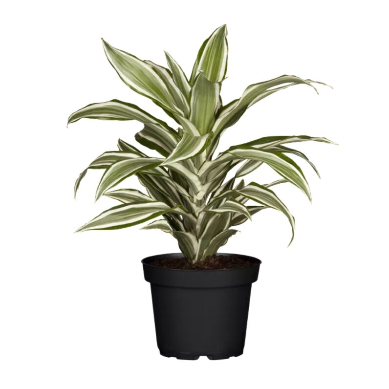 img_7503-e1682443938314.jpeg img 7503 e1682443938314