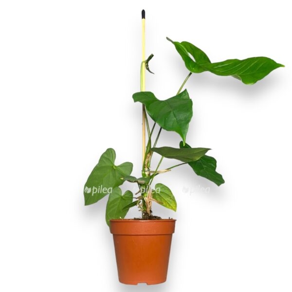 img 8203 e1723306473726