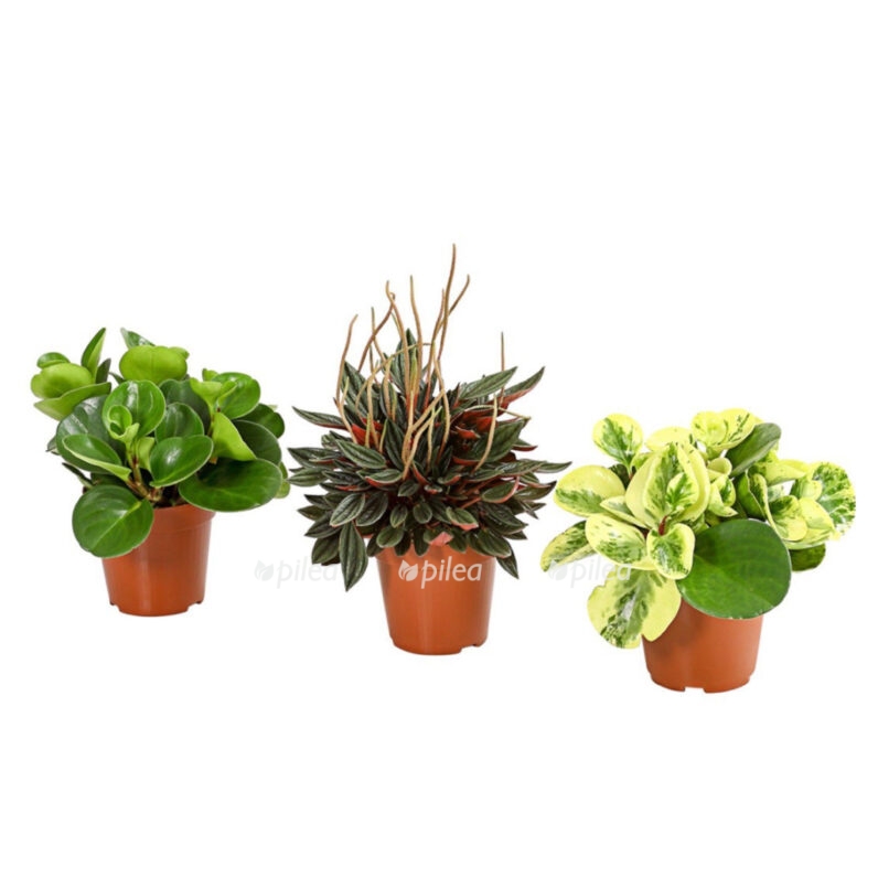 img 8297 e1682015364294