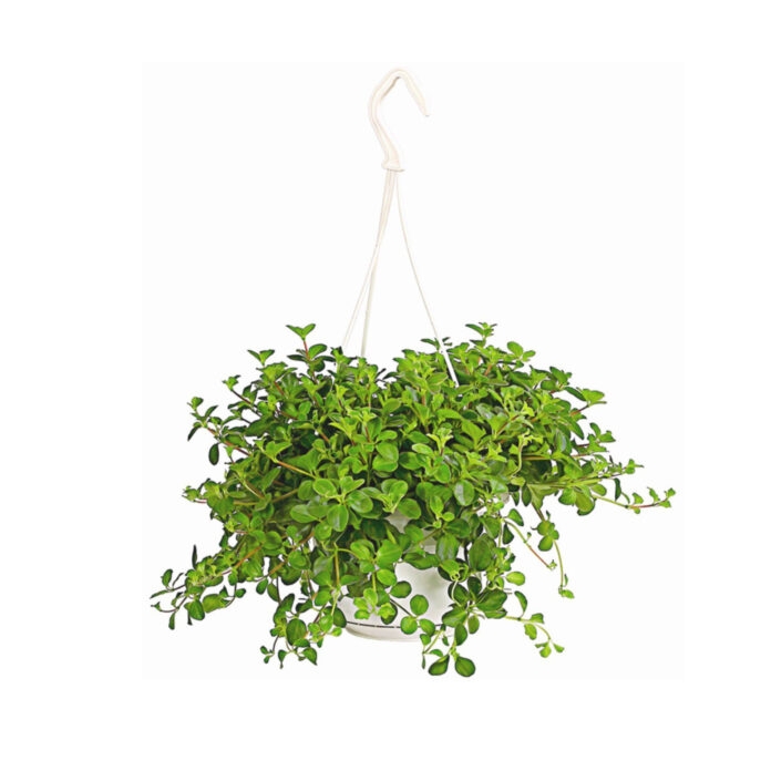 img 8299 e1682017420982