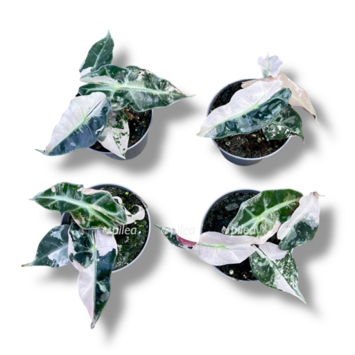 img 8328 e1768813477724