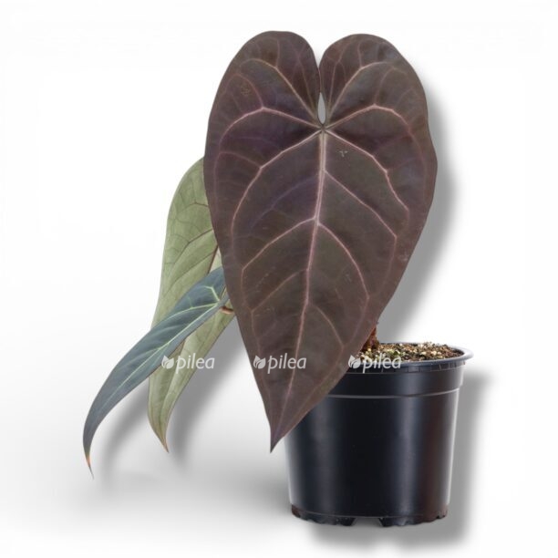 img 8389 e1768847666540