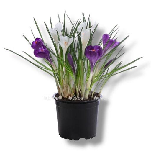 img 8416 e1768923680347