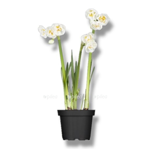 img 8421 e1768932575603