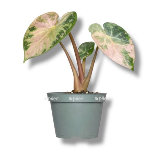 img_8467-e1769090279309.jpeg img 8467 e1769090279309