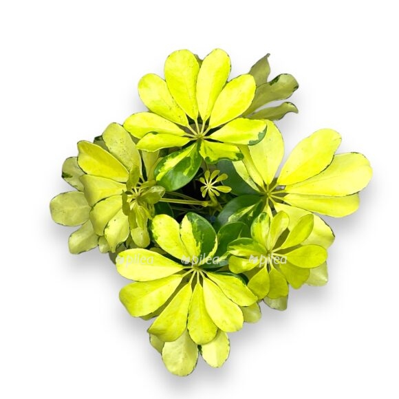 img 8480 e1769154612234