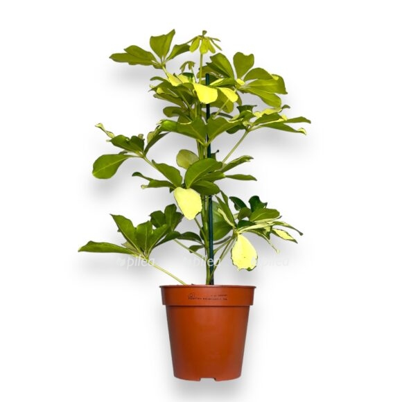 img 8481 e1769154606132