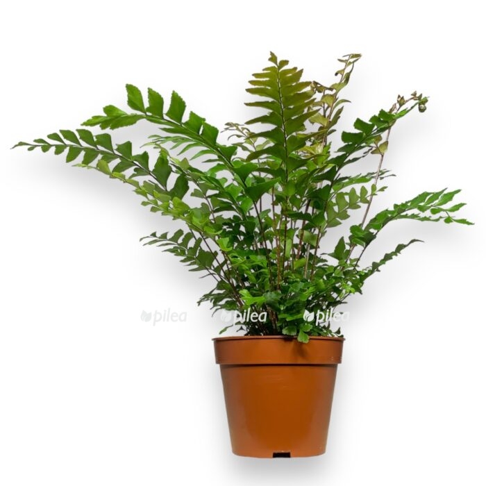 img 8553.heic 3 e1697548287504