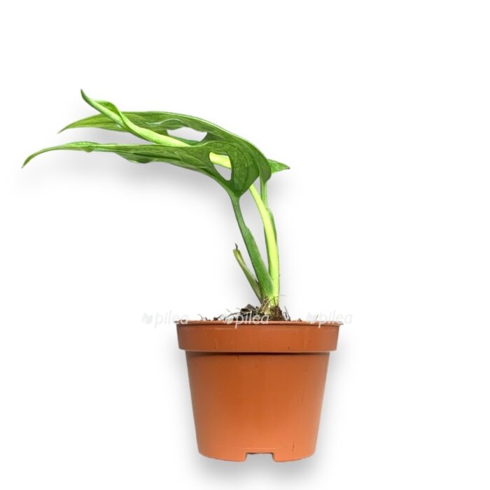 img 8553.heic e1698957833824