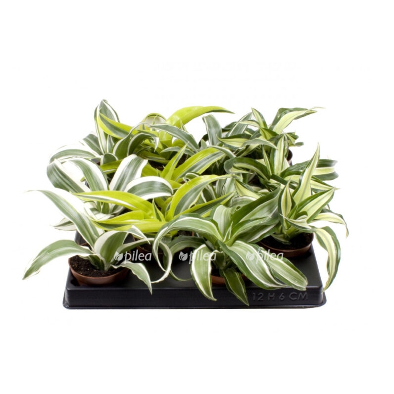 img 9070 e1682481143132