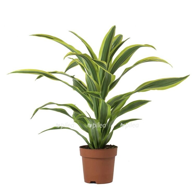 img 9073 e1682482608457