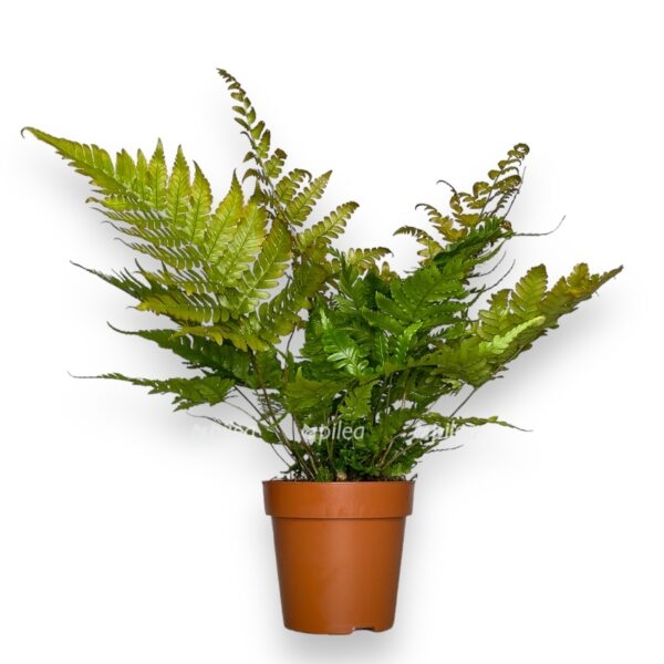 img 9949 e1742578237326