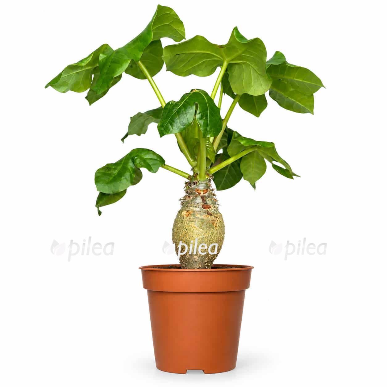 jatropha podagrica