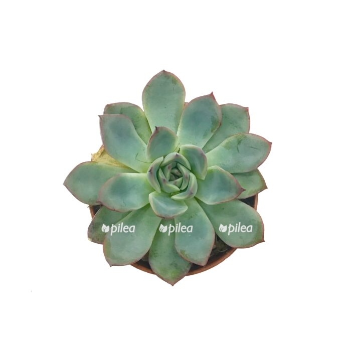 jeheverija pelucida e1680486754631