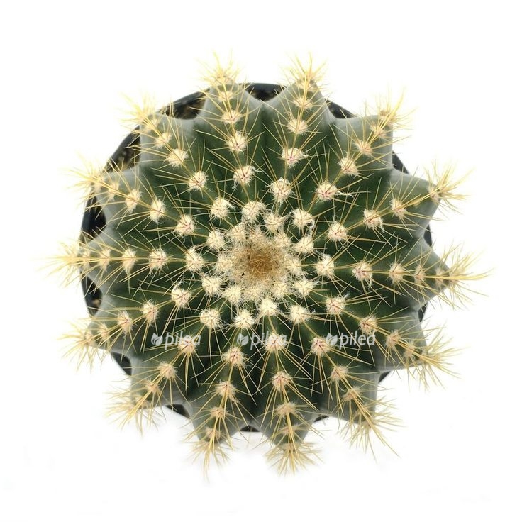 kaktus bejningija brevicilindrika