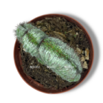 kaktus polaskia chichipe kristata 1 1 e1768037244725