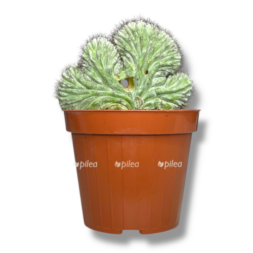 kaktus polaskia chichipe kristata e1768037223400