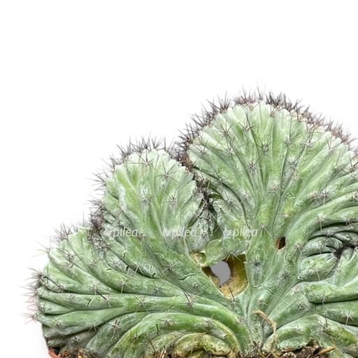 kaktus polaskia chichipe kristata e1768037236571