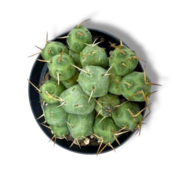 kaktus puna inchausi e1739167299268