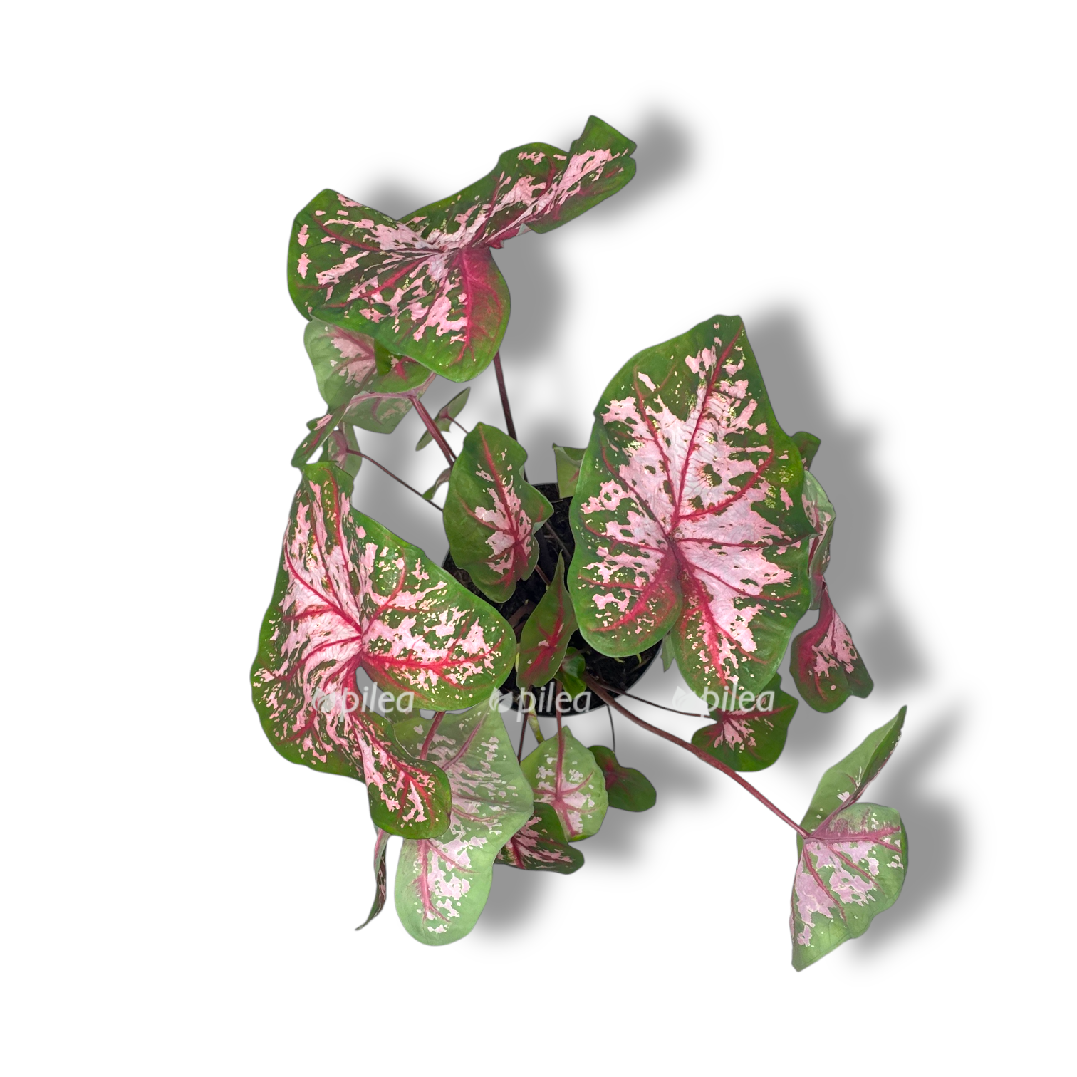 kaladium kerolin uorton