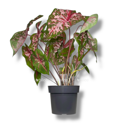 kaladium kerolin uorton e1756387994287