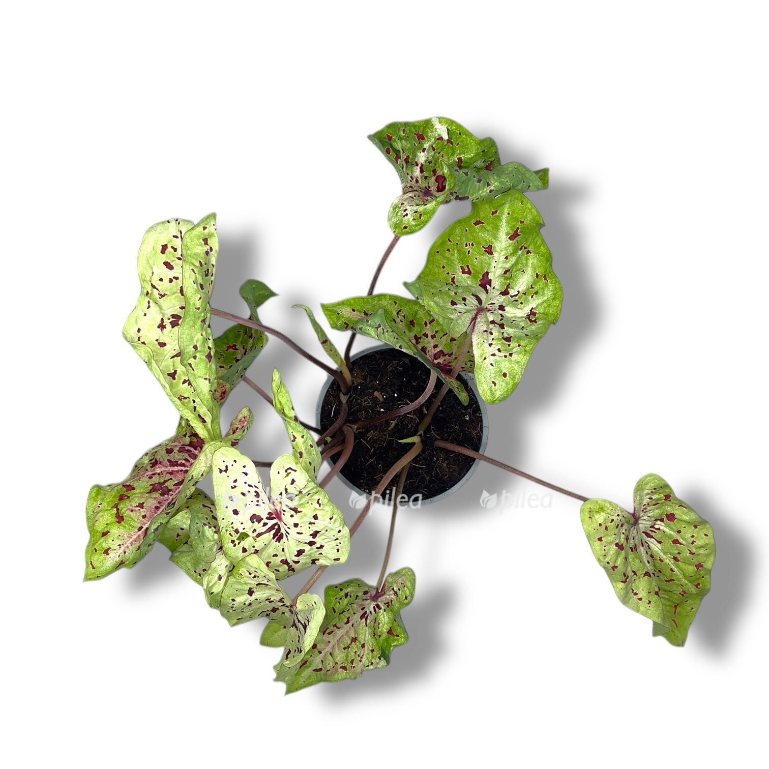 kaladium miss maffet